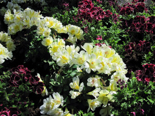 Картинка цветы разные+вместе альстромерия герань