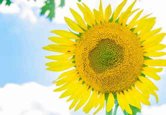 Картинка цветы подсолнухи лепестки макро подсолнух природа небо облака