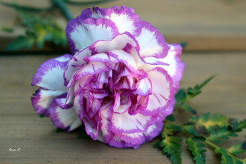 Картинка цветы гвоздики пестрый