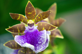 Картинка цветы орхидеи экзотика