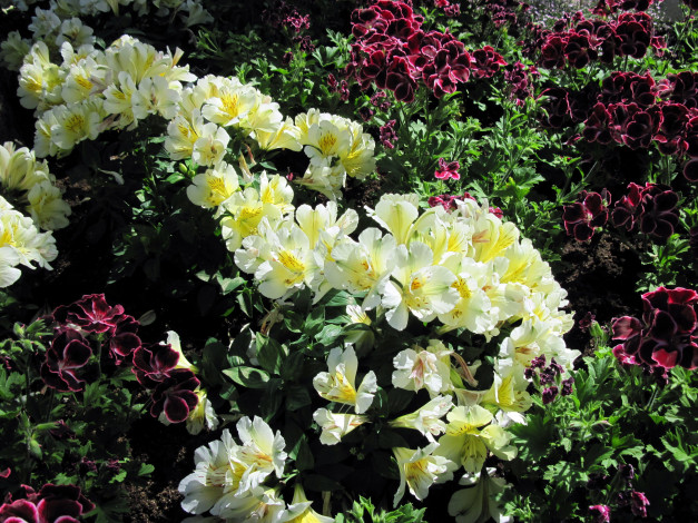 Обои картинки фото цветы, разные вместе, альстромерия, герань