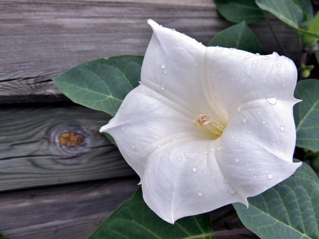 Обои картинки фото цветы, вьюнки,  ипомеи, белый