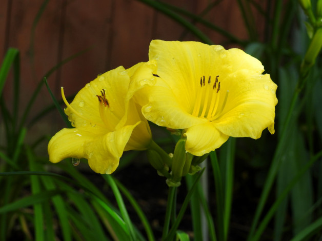 Обои картинки фото цветы, лилии,  лилейники, желтый