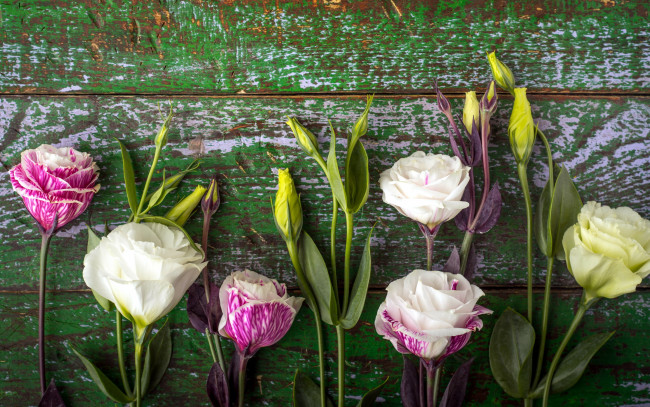 Обои картинки фото цветы, эустома, бутоны