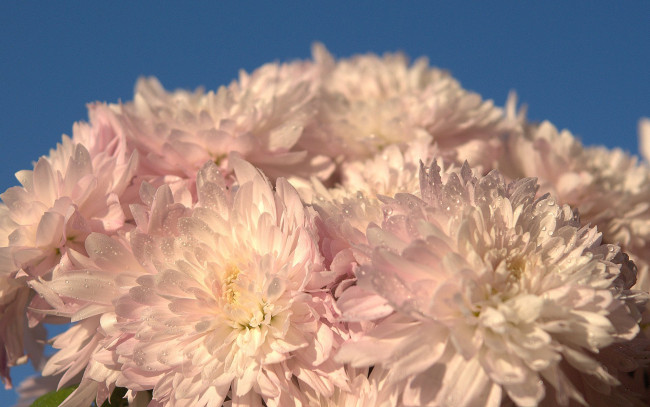 Обои картинки фото цветы, хризантемы, букет, белые, капли