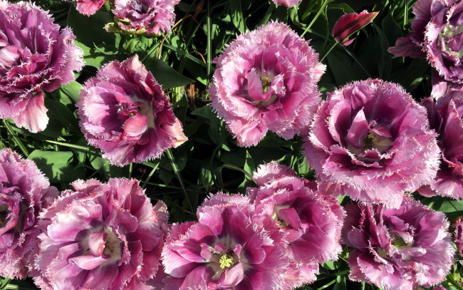 Обои картинки фото цветы, тюльпаны, махровые