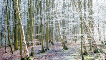 Картинка природа лес деревья иней