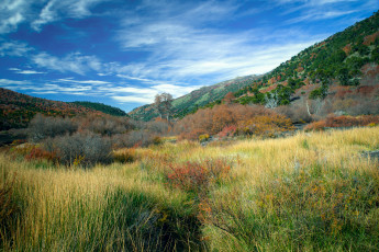 Картинка природа луга простор