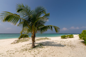 Картинка природа тропики простор