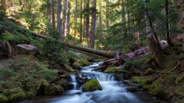 Картинка природа лес простор