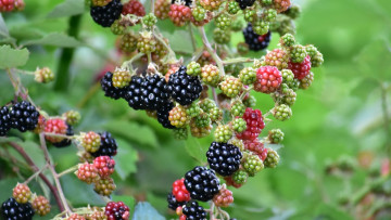 обоя природа, Ягоды, ягоды, ежевика