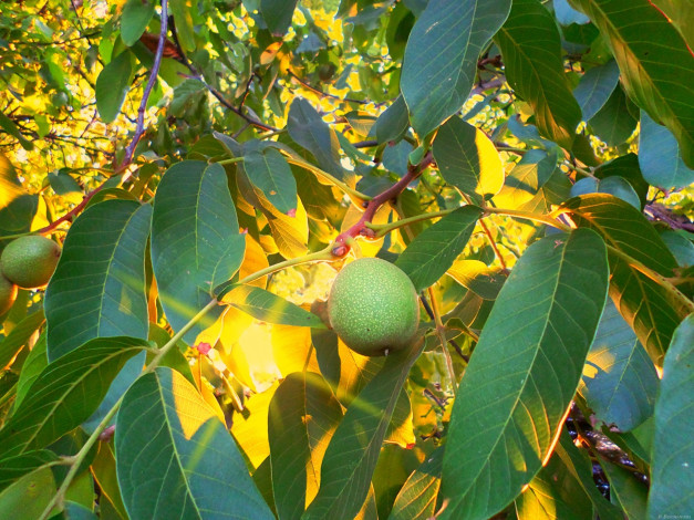 Обои картинки фото природа, плоды, орех, солнце, вечер