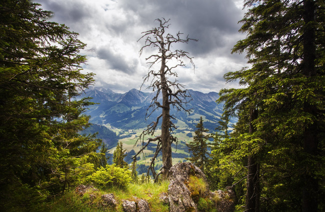 Обои картинки фото природа, лес, простор