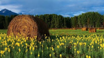 Картинка природа луга луг сено лес горы тучи