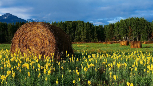 Обои картинки фото природа, луга, луг, сено, лес, горы, тучи