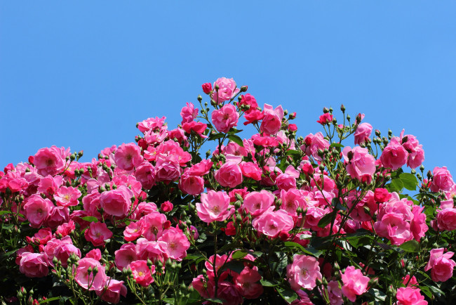 Обои картинки фото цветы, розы