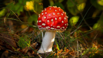 Картинка природа грибы +мухомор мухомор