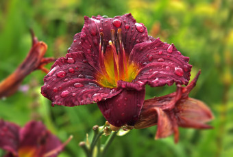 Картинка цветы лилии +лилейники роса