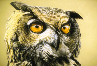 Картинка рисованное животные +птицы +совы +филины сова голова