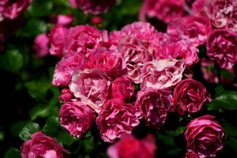 Картинка цветы розы