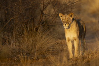Картинка животные львы львица взгля кошка хищьник