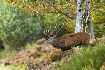 Картинка животные олени олень