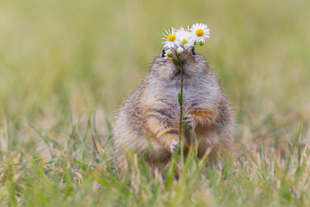 Картинка животные суслики +сурки трава цветы природа ромашки мордашка букетик сурок