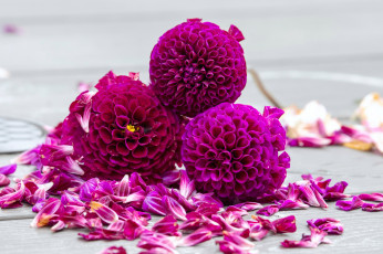 Картинка цветы георгины