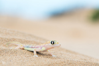 обоя животные, ящерицы,  игуаны,  вараны, ящереца, песок, фон