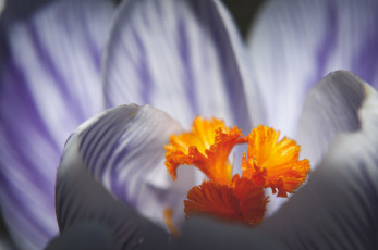 Картинка цветы крокусы