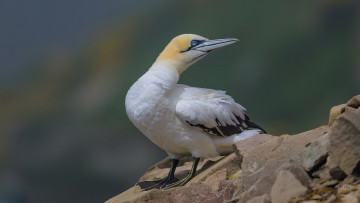 обоя животные, олуши, птица, камень, взгляд