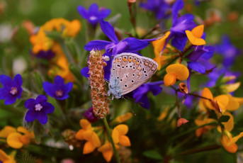 обоя животные, бабочки,  мотыльки,  моли, бабочка