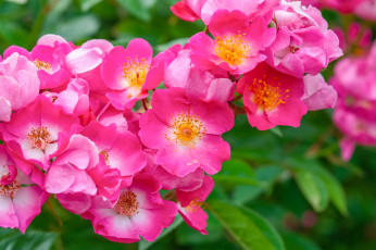 обоя цветы, шиповник