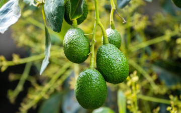 обоя природа, плоды, авокадо