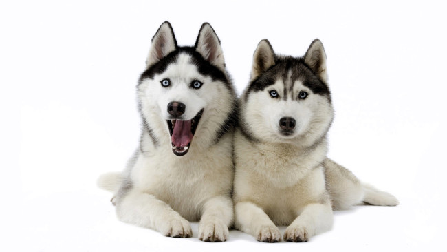 Обои картинки фото животные, собаки, хаски, лайки, пара