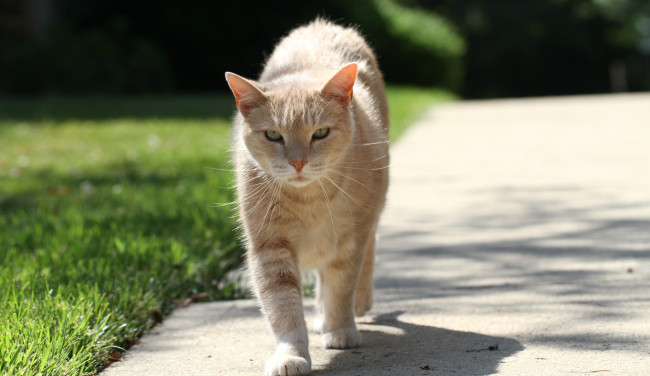 Обои картинки фото животные, коты, кот, кошка