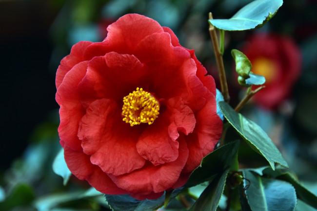 Обои картинки фото цветы, камелии, камелия