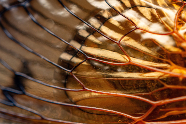 Обои картинки фото разное, - другое, крылышко