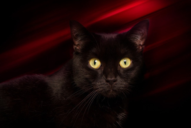 Обои картинки фото животные, коты, кот, кошка