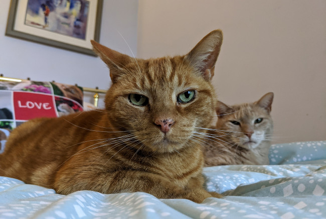 Обои картинки фото животные, коты, кот, кошка