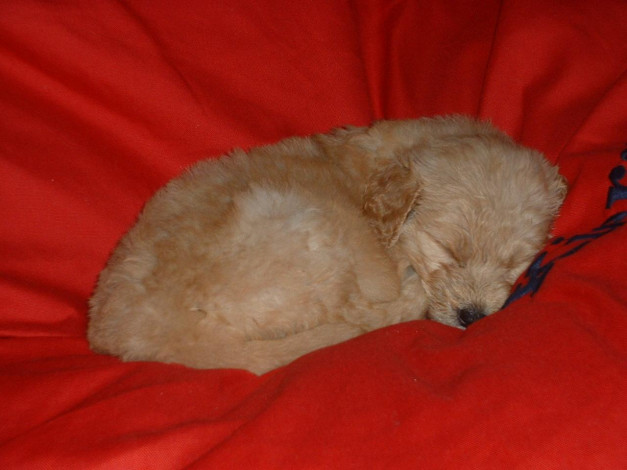 Обои картинки фото животные, собаки