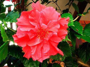 Картинка цветы розы