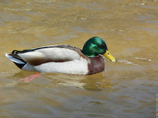 Картинка животные утки
