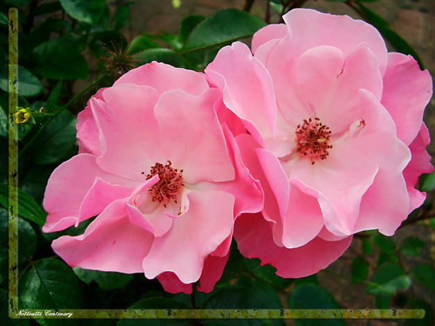 Обои картинки фото цветы, розы