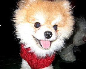 Картинка животные собаки