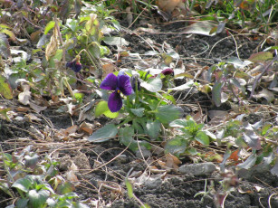 Картинка цветы фиалки