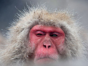 Картинка высокомерие животные обезьяны