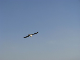 Картинка животные Чайки бакланы крачки