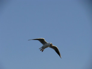 Картинка животные Чайки бакланы крачки