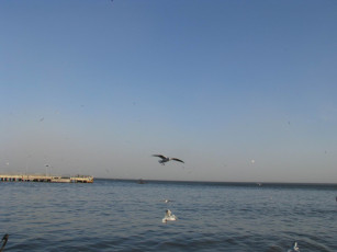 Картинка животные Чайки бакланы крачки